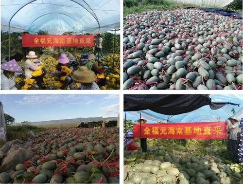 全福元楼顶吃瓜,夏日里的“瓜”事乐园