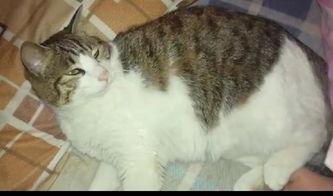 热衷吃瓜的猫,猫界“吃瓜群众”的趣味生活揭秘