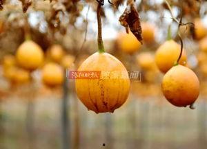 伊川吃瓜视频,揭秘网络热点背后的真相与笑料