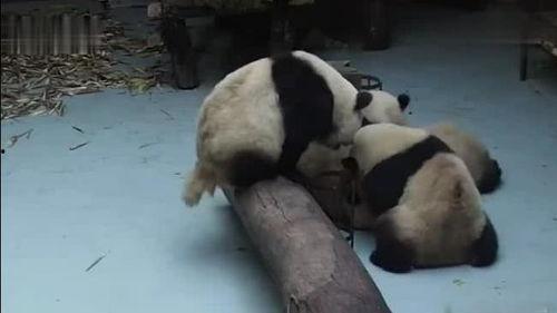 熊猫打架吃瓜图片搞笑,吃瓜群众笑翻天！