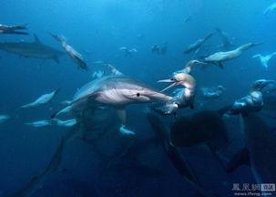 c和鲸鱼和圆圈猜一明星,揭秘C明星的神秘魅力