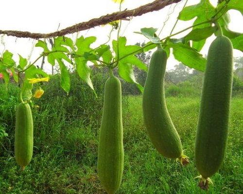 夏天吃丝瓜都啥瓜,丝瓜的多样美味探索