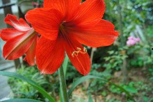 红耧网,揭秘新时代农村电商发展新趋势