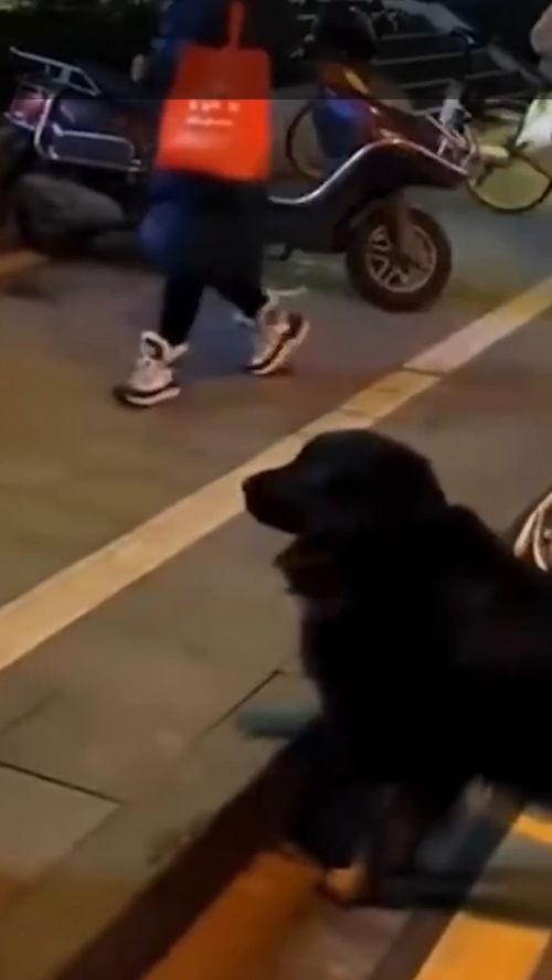 遛狗不拴绳 爆料视频,网友曝光，安全意识缺失引发热议