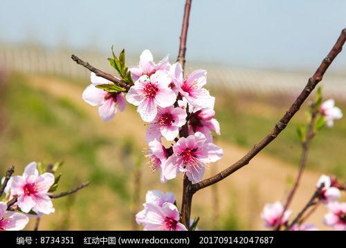 桃花绽放全集在线观看,一场春日浪漫的视觉盛宴