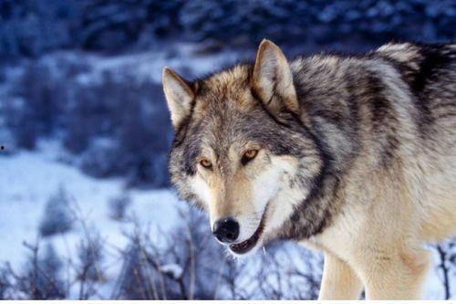 狼不困吃瓜,揭秘网络热点的背后真相